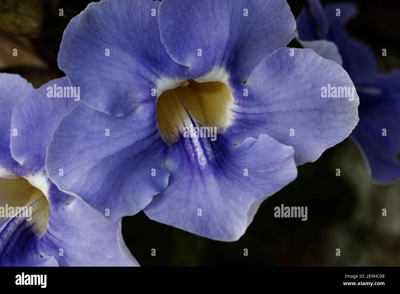 Thunbergia grandiflora is called Bengal clockvine, Bengal trumpet, blue skyflower, blue thunbergia, blue trumpetvine, clockvine, skyflower and skyvine. Stock Photo