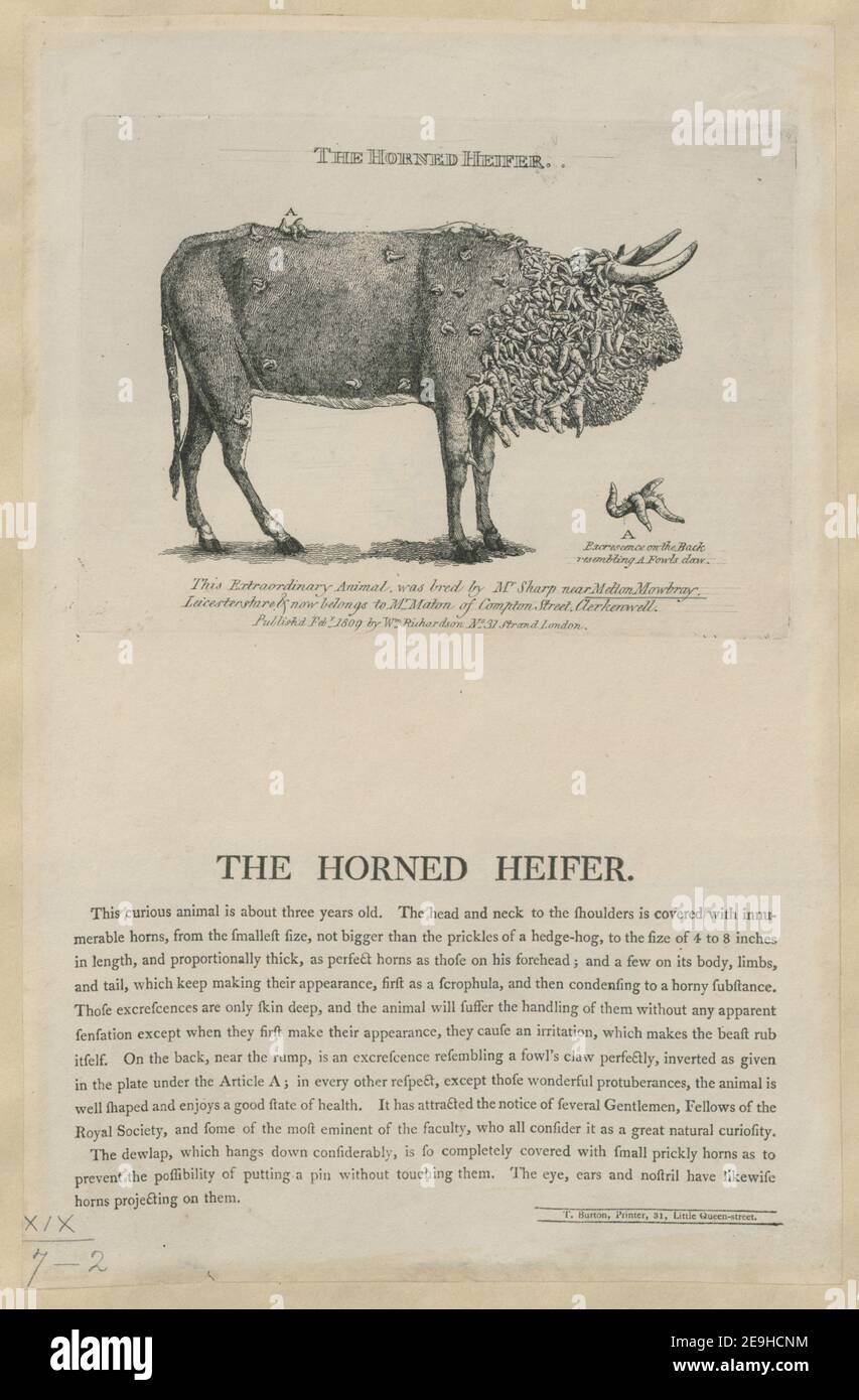 THE HORNED HEIFER  Author  Richardson, William 19.7.2. Place of publication: [London] Publisher: Publishd Feby,, 1809 by Wm,, Richardson No,, 31 Strand London. Date of publication: [Feburary 1809]  Item type: 1 print Medium: etching, with letterpress below the plate Dimensions: plate 13.3 x 18.5 cm, on sheet 33.0 x 21.3 cm  Former owner: George III, King of Great Britain, 1738-1820 Stock Photo