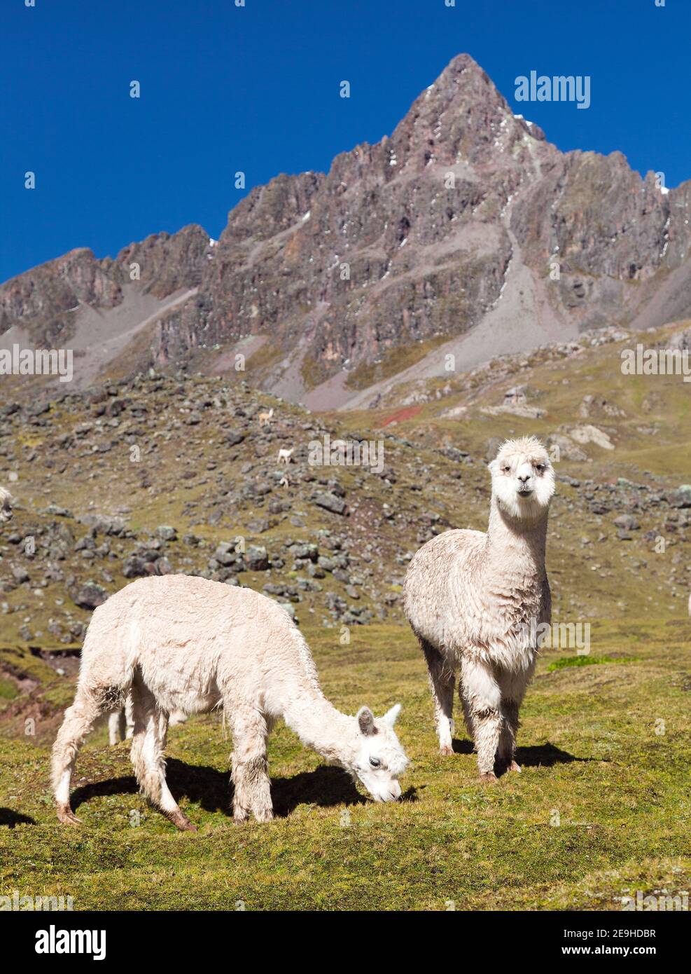 llama or lama, two lamas on pastureland, Andes mountains, Peru Stock Photo