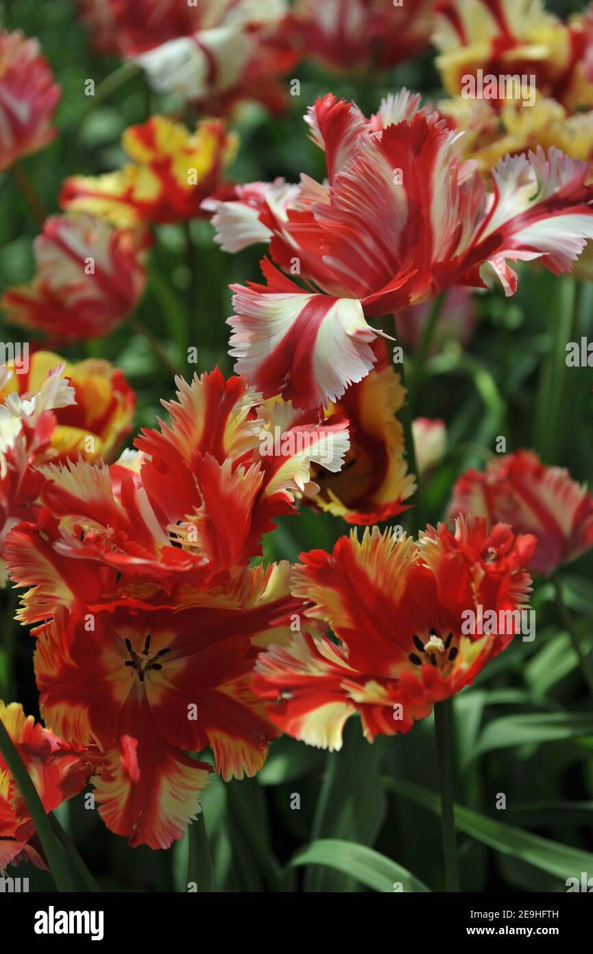 Red and yellow tulips (Tulipa) Flaming Parrot bloom in a garden in April Stock Photo