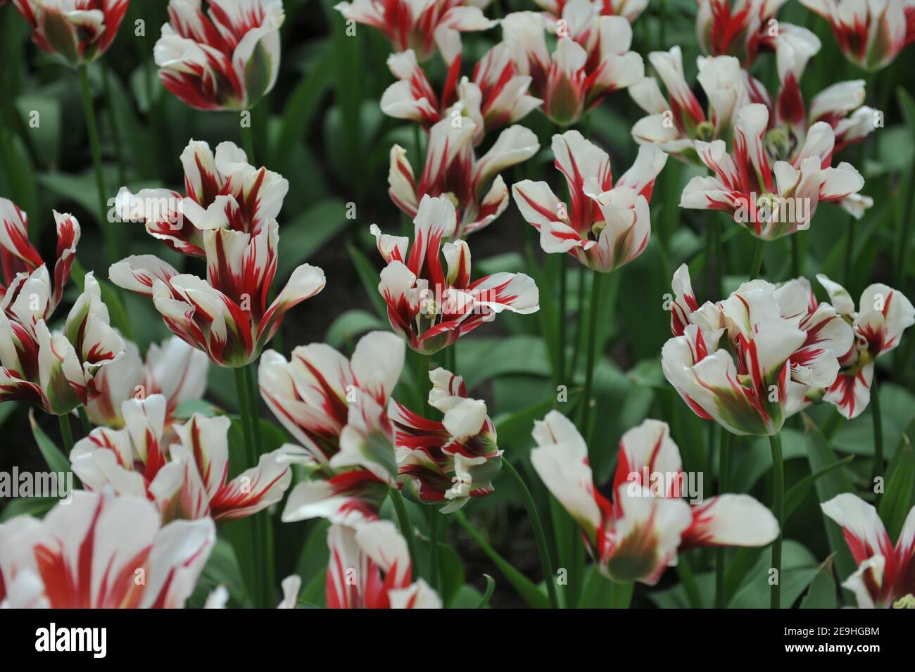 Tulipa flaming springgreen hires stock photography and images Alamy
