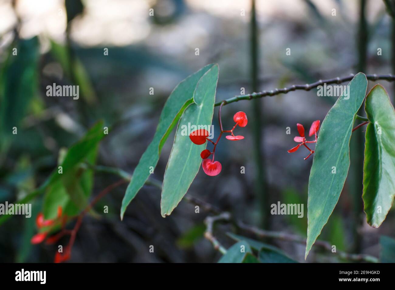 Begonia maculata Raddi Stock Photo