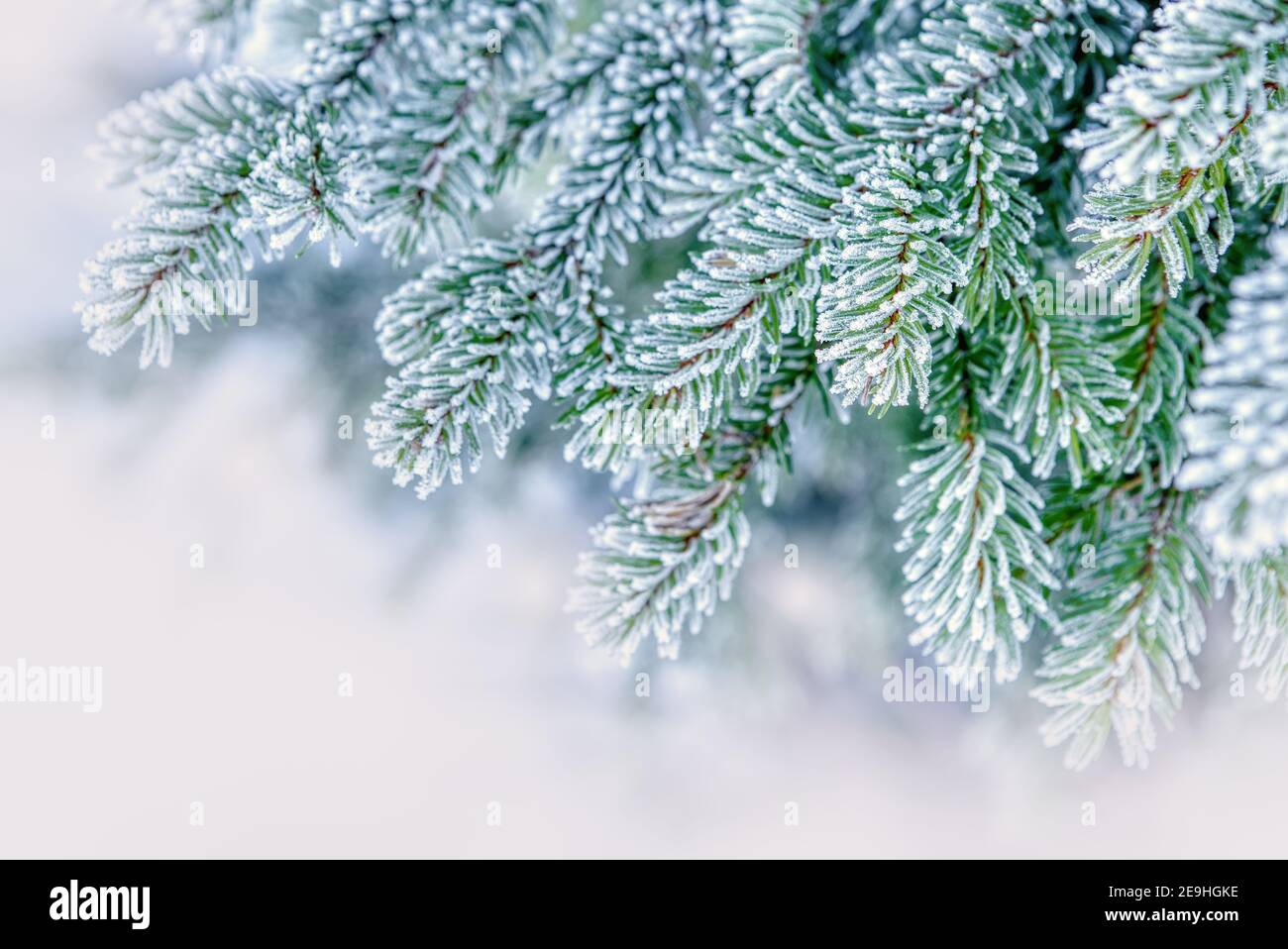 Nature winter background with snowy fir tree branches. Beautiful winter fir branches covered frost close up. Winter Christmas template with copy space Stock Photo