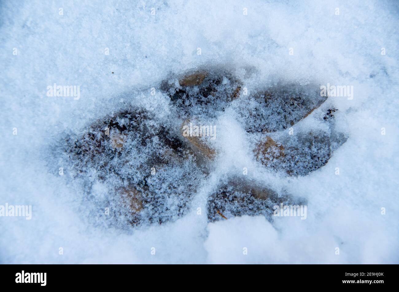 Paw print of a dog in the snow Stock Photo Alamy
