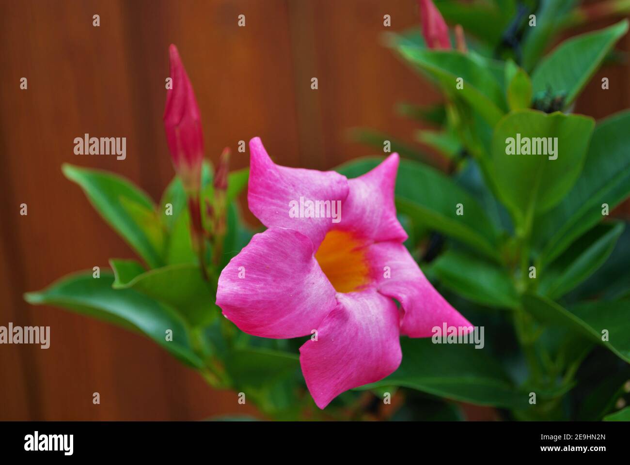 Bright pink Rock trumpet flower growing in the spring Stock Photo Alamy