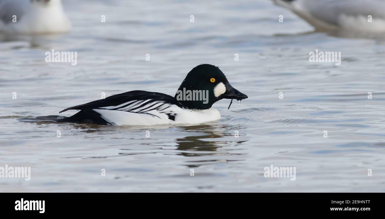 Goldeneye feeding and showing well off the causeway car park at Pitsford Reservoir Stock Photo