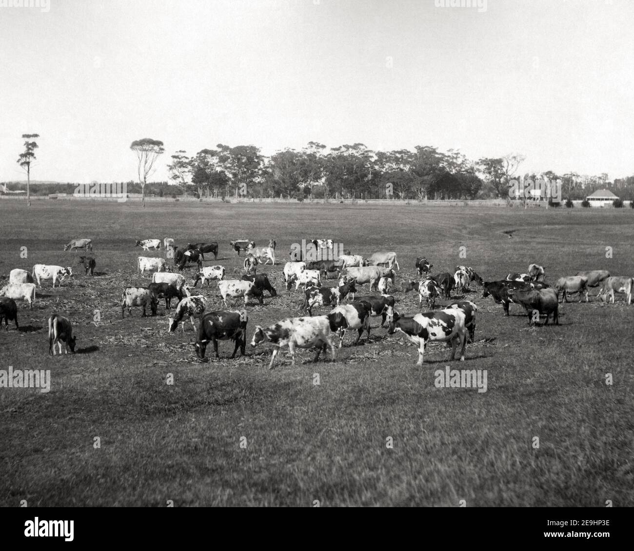 Late 19th century/1900 photograph - Purebred Aryshire and Jersey Cattle ...