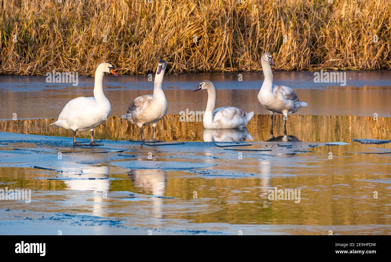 Family of mute swans, Cgynus olor, with jueviles and female on ice in frozen reservoir in Winter reflected in water, East Lothian, Scotland, UK Stock Photo