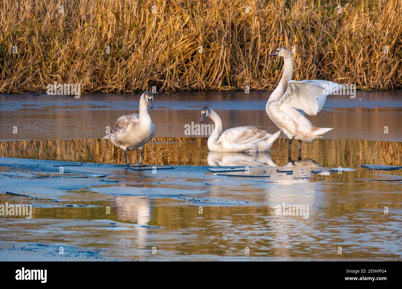 Three juvenile mute swans, Cgynus olor,  on ice in frozen reservoir in Winter reflected in water, East Lothian, Scotland, UK Stock Photo