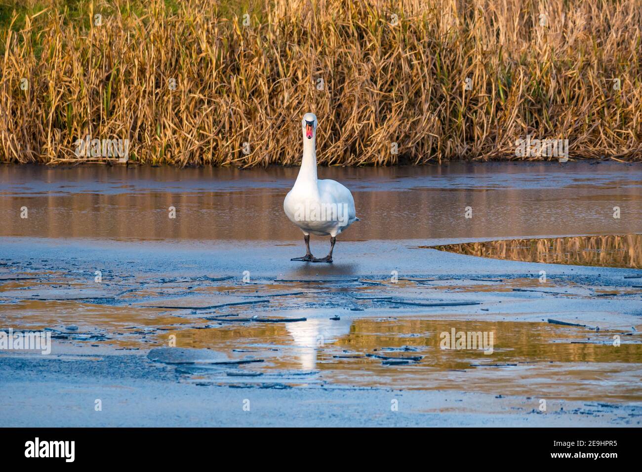 Female mute swan, Cgynus olor, standing on ice in frozen reservoir in Winter reflected in water, East Lothian, Scotland, UK Stock Photo