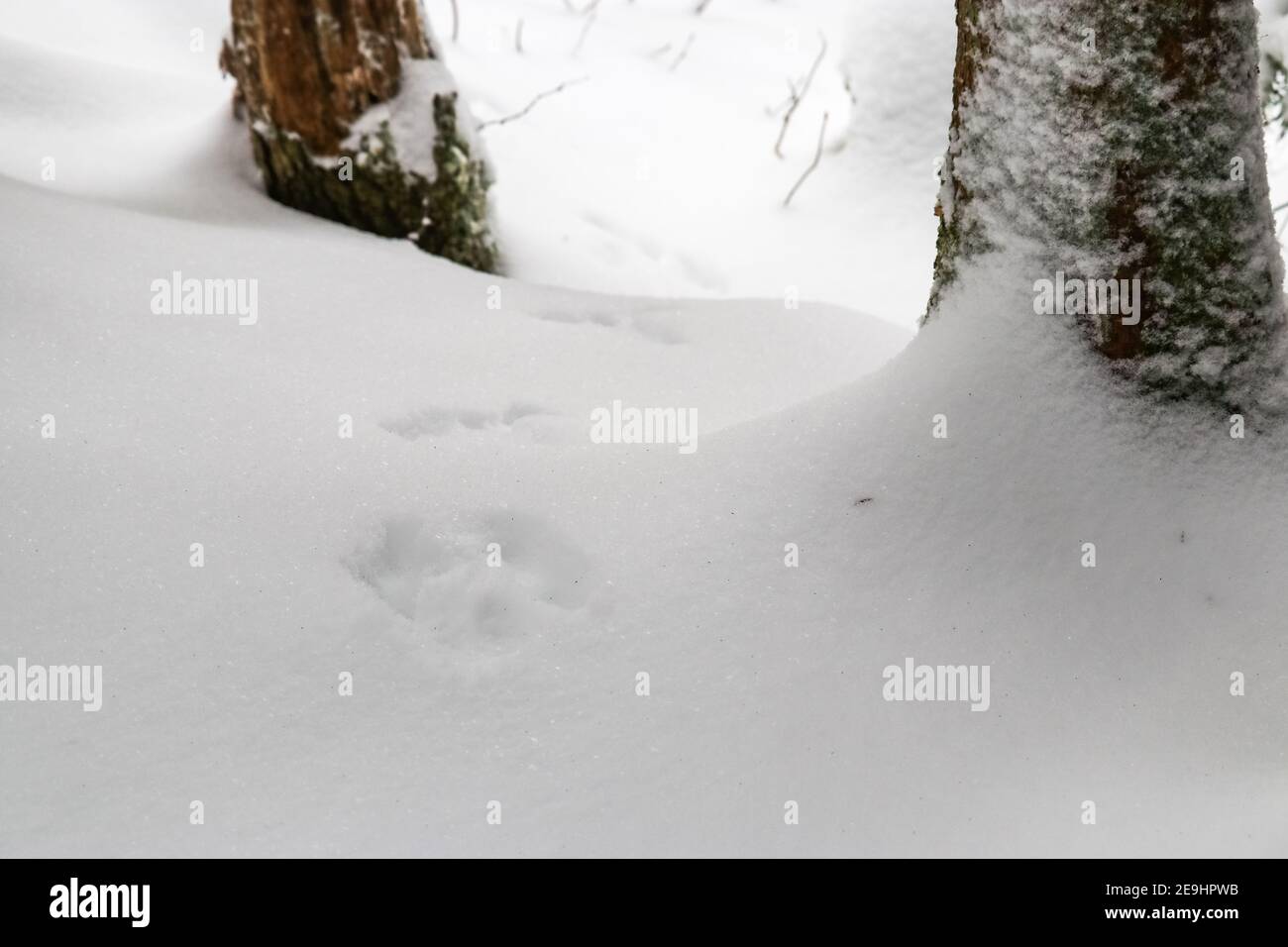 Animal tracks in the snow through the White Mountains National Forest