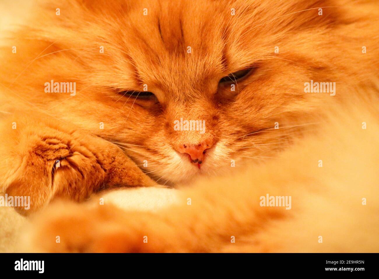 Ginger, fluffy cat sleeping at home Stock Photo