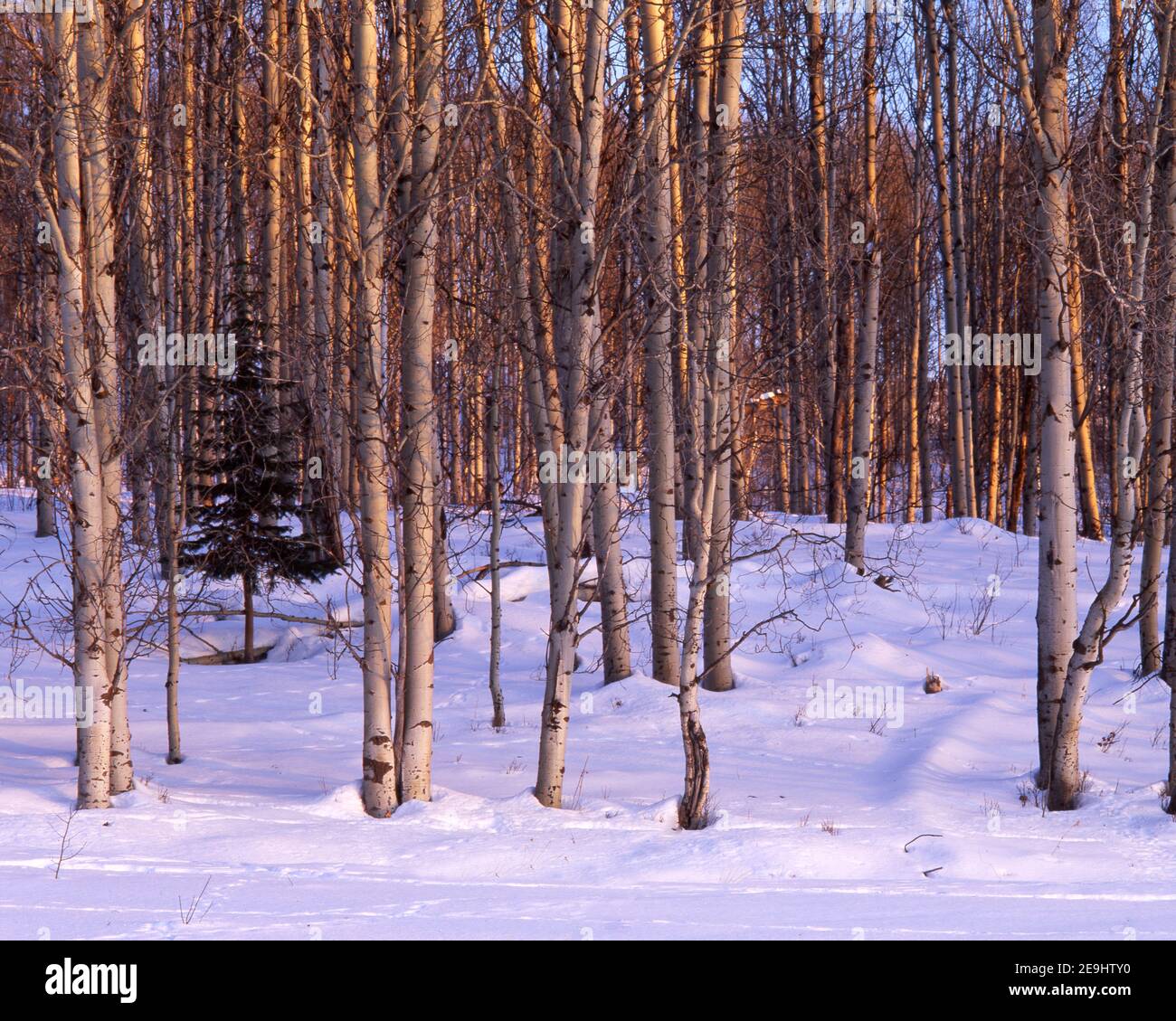 Aspen grove with alpenglow in a snow covered forest Stock Photo