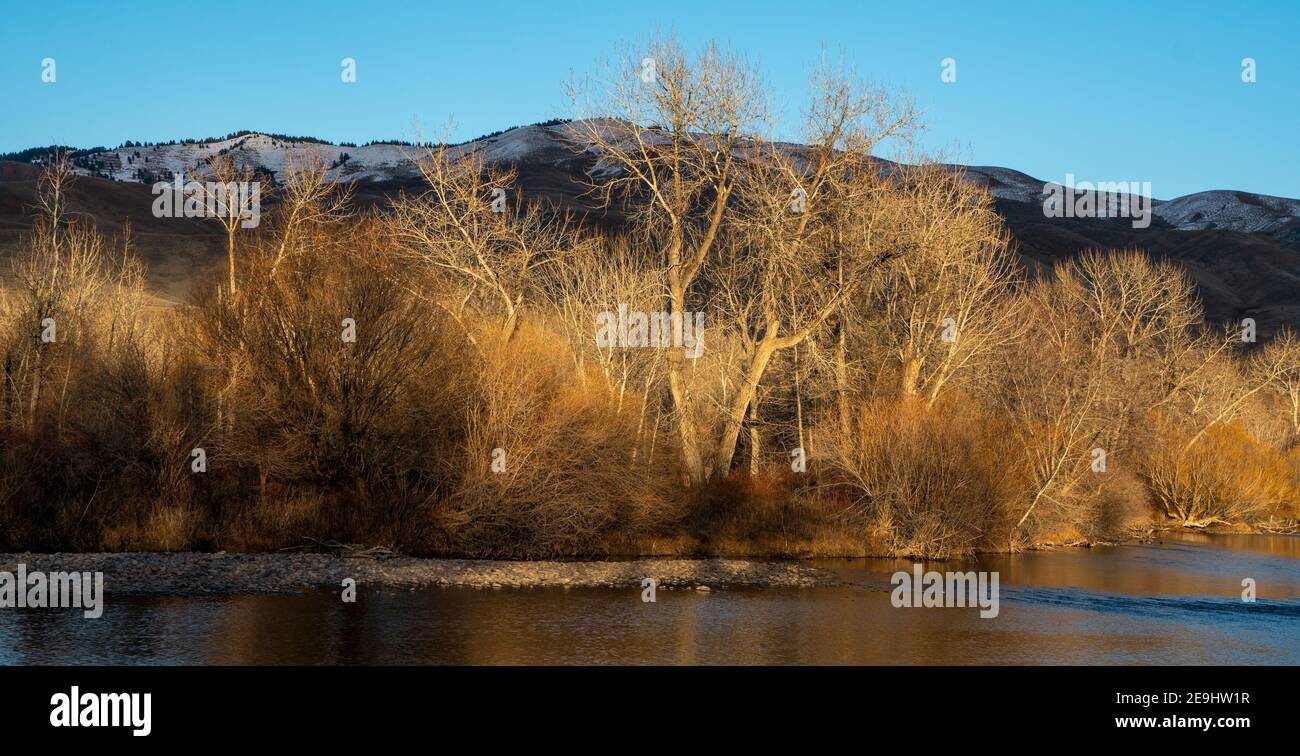 Late afternoon winter sunlight illuminates the cottonwoods and willows along the Boise River below snow-covered foothills Stock Photo