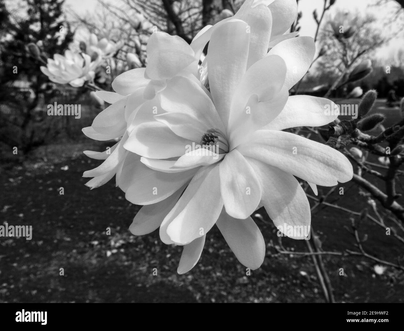 Magnolia blossoms; a harbinger of spring in Boise, Idaho, USA Stock Photo