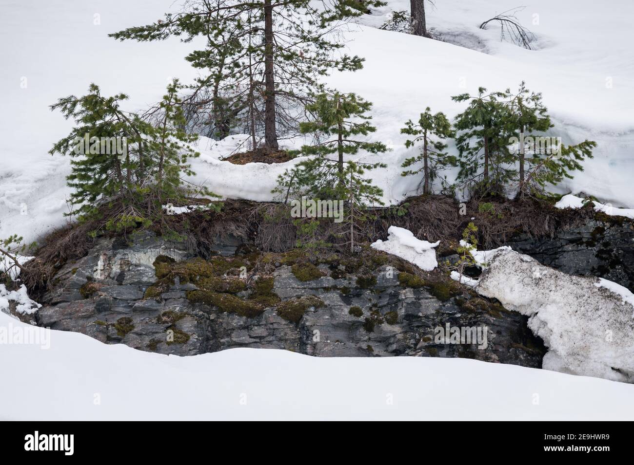 Trees Growing Out Of Snowy Rocks Beside The Fv60 Near Karistova Norway Stock Photo Alamy