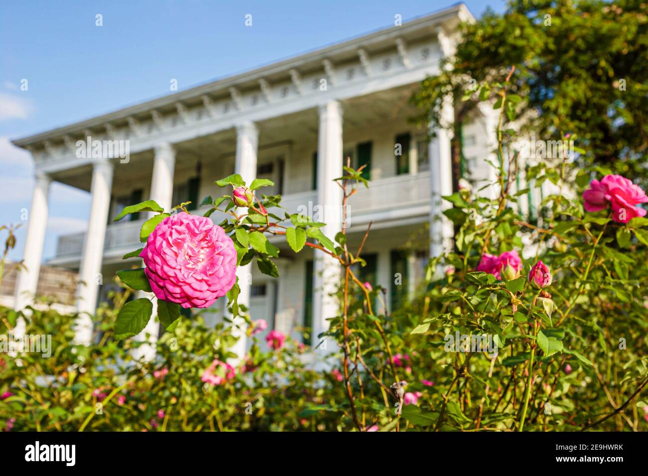 Alabama Montgomery Old Alabama Town restored historical,house home outside exterior front entrance roses flowers, Stock Photo