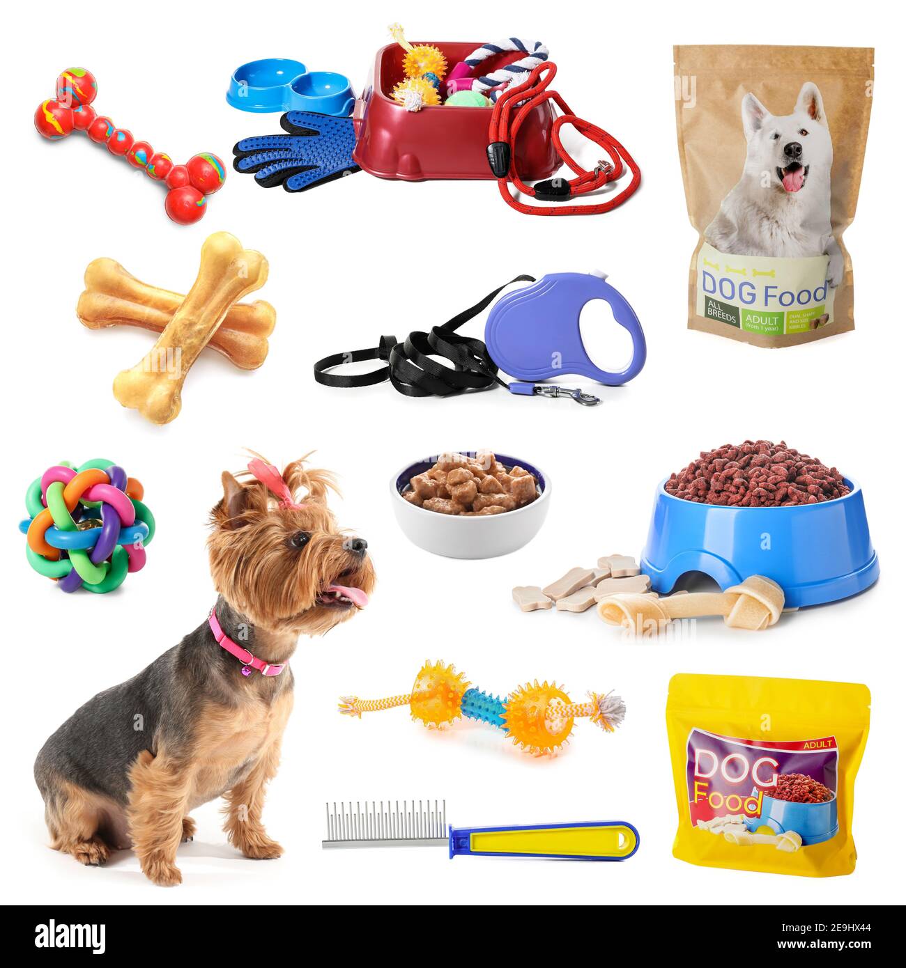 Collage of cute funny dog and different pet accessories on white background  Stock Photo - Alamy