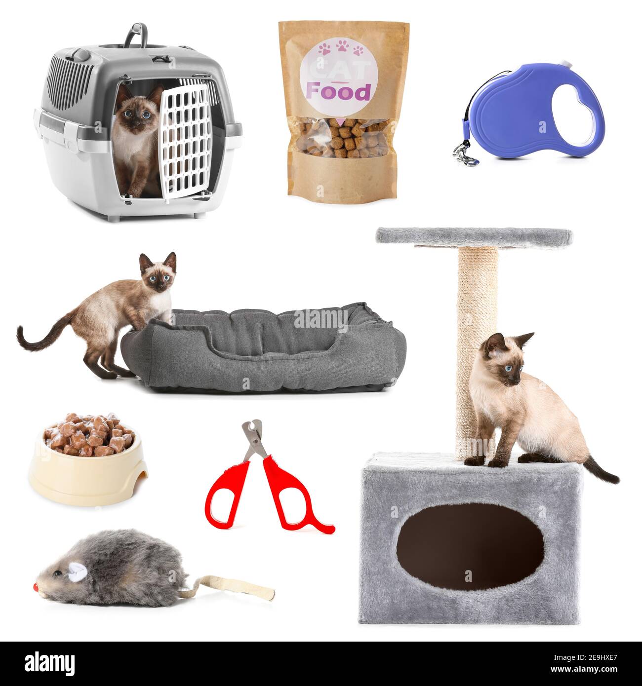 Collage of cute Thai cat and different pet accessories on white ...