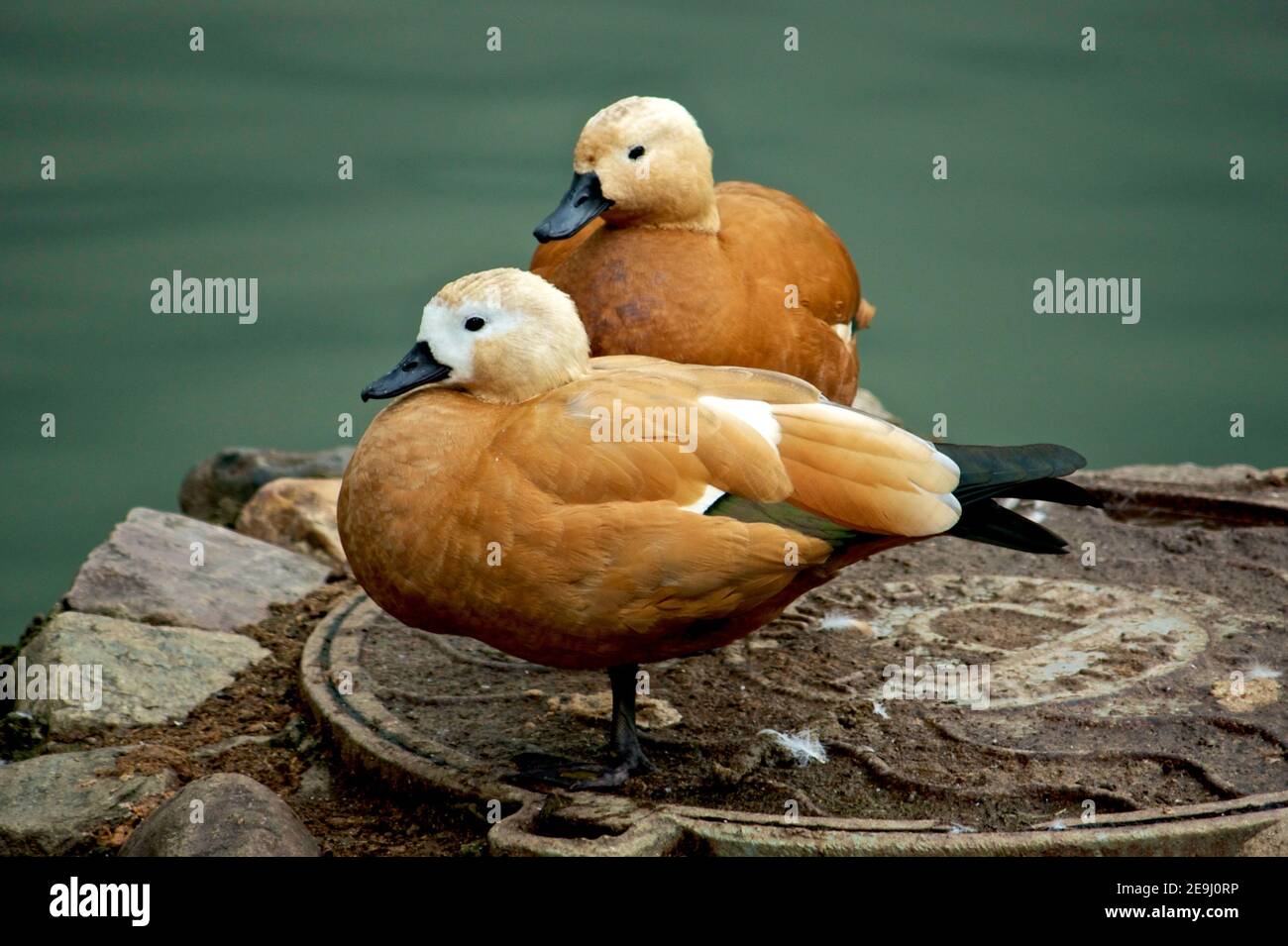 Two beautiful brown ducks near a pond on a gutter. Stock Photo