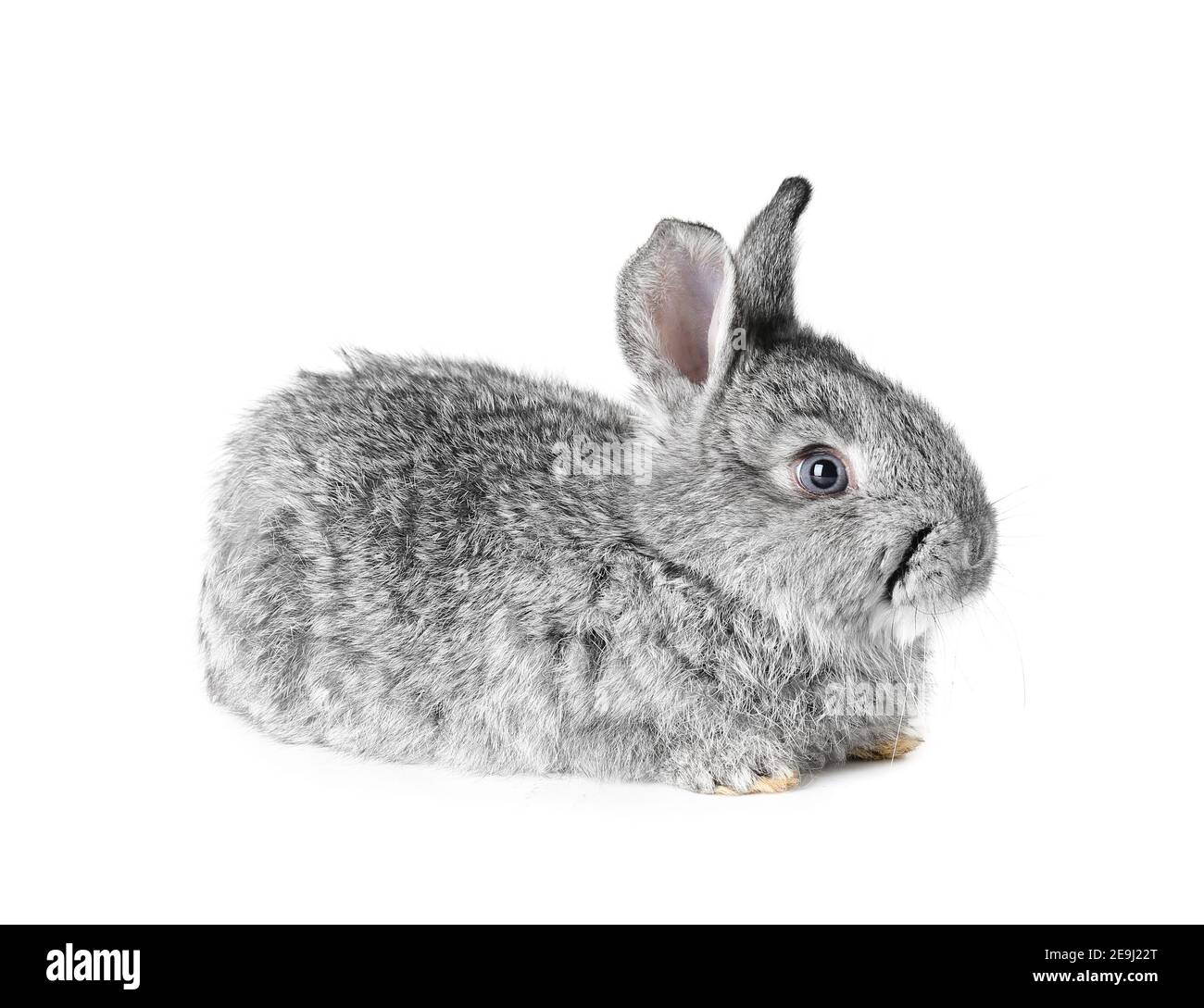 Cute fluffy rabbit on white background Stock Photo - Alamy