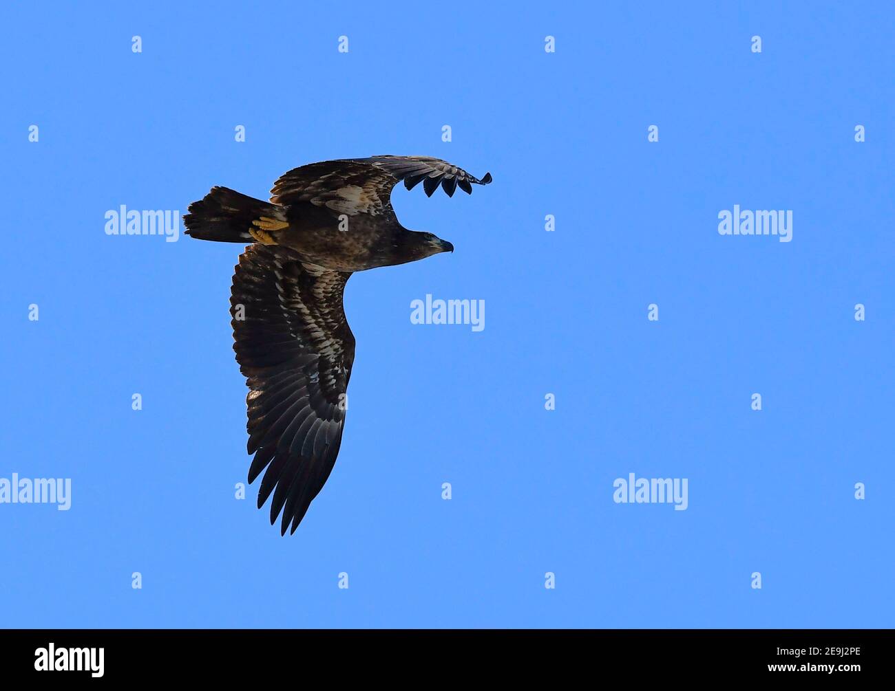 overhead view of Immature Bald Eagle in flight Stock Photo Alamy