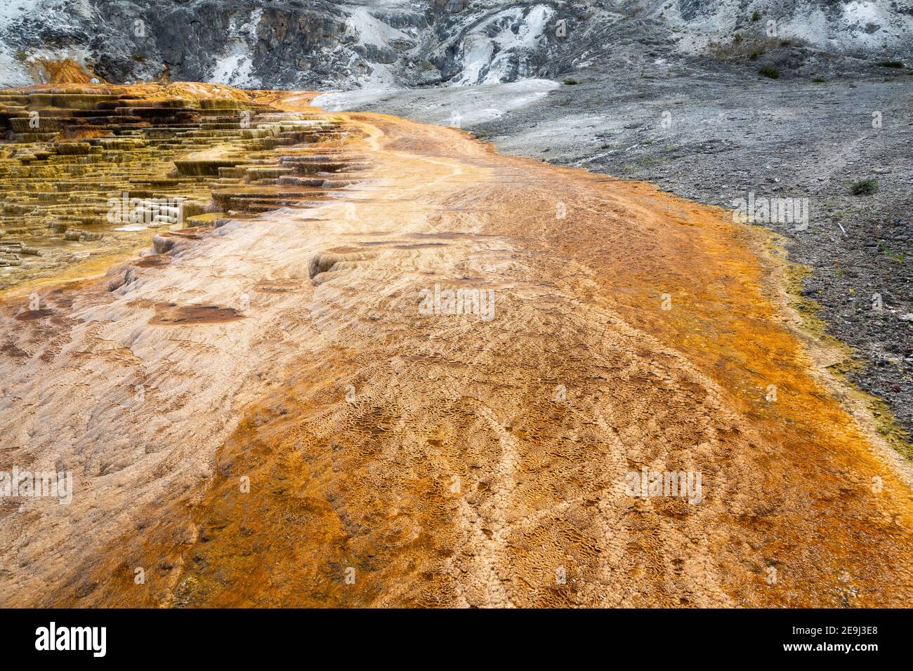 Thermophiles growing in water pouring down from the hot spring at the top of Mound Terrace at Mammoth Hot Springs. Yellowstone National Park, Wyoming Stock Photo