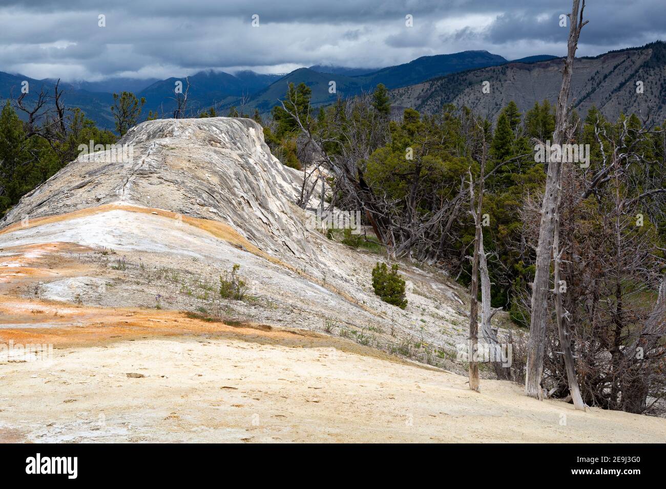 White Elephant Back Terrace rising into the distance above the trees at Mammoth Hot Springs. Yellowstone National Park, Wyoming Stock Photo