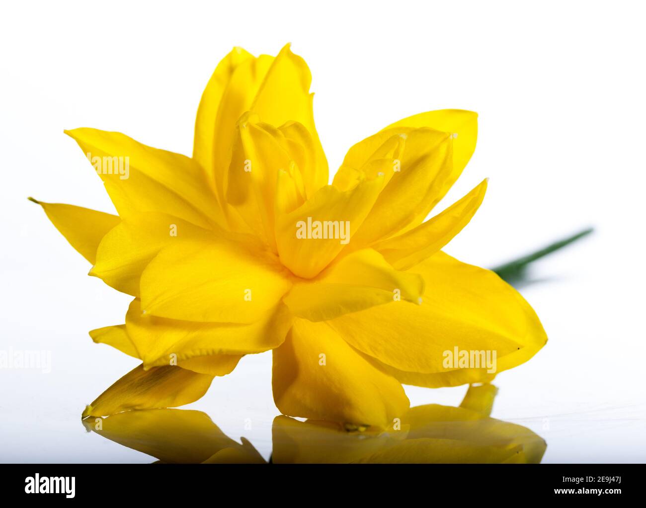 'Golden Ducat' Daffodil, Påsklilja (Narcissus pseudonarcissus) Stock Photo
