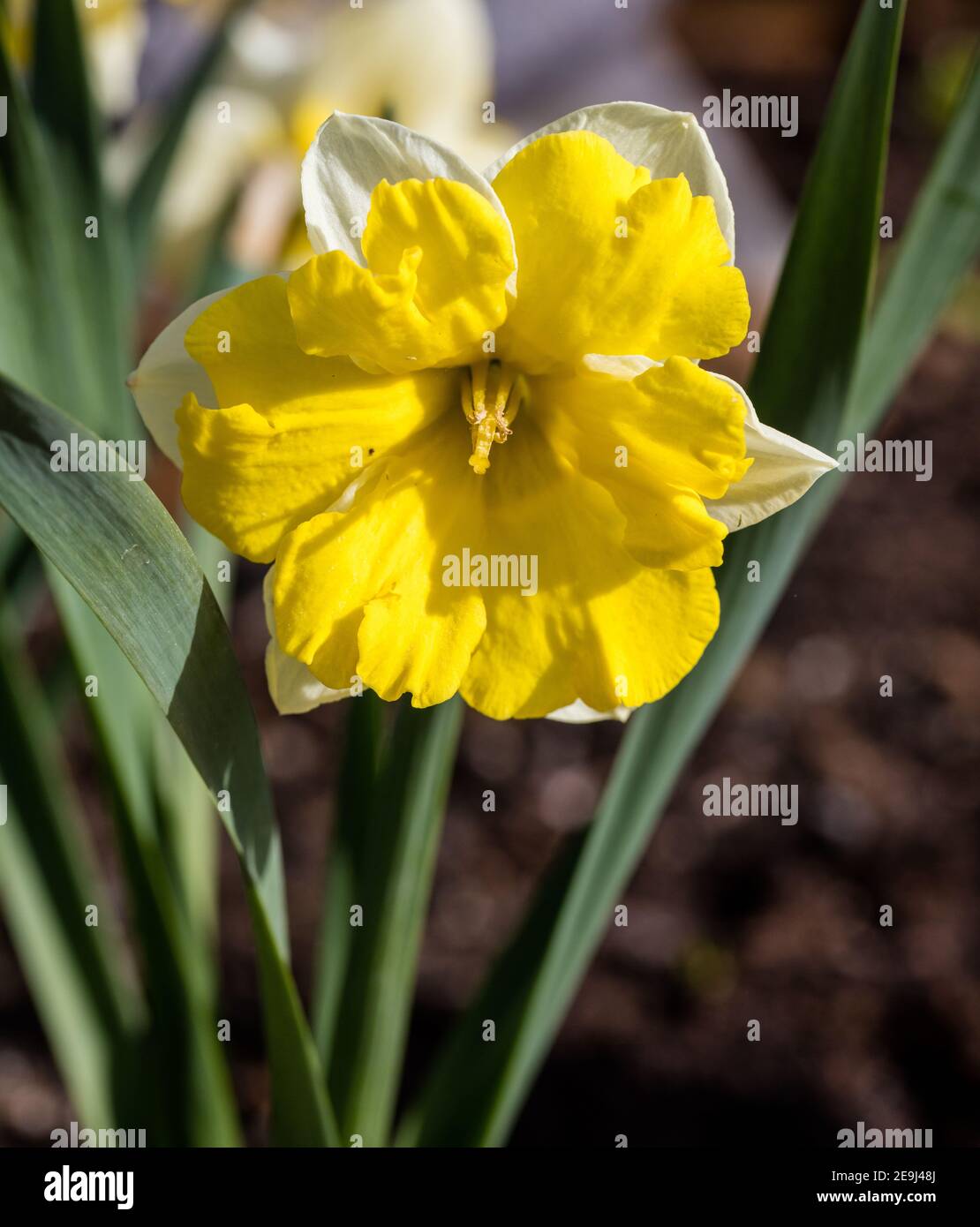 'Banana Daiquiri' Butterfly daffodil, Påsklilja (Narcissus ...