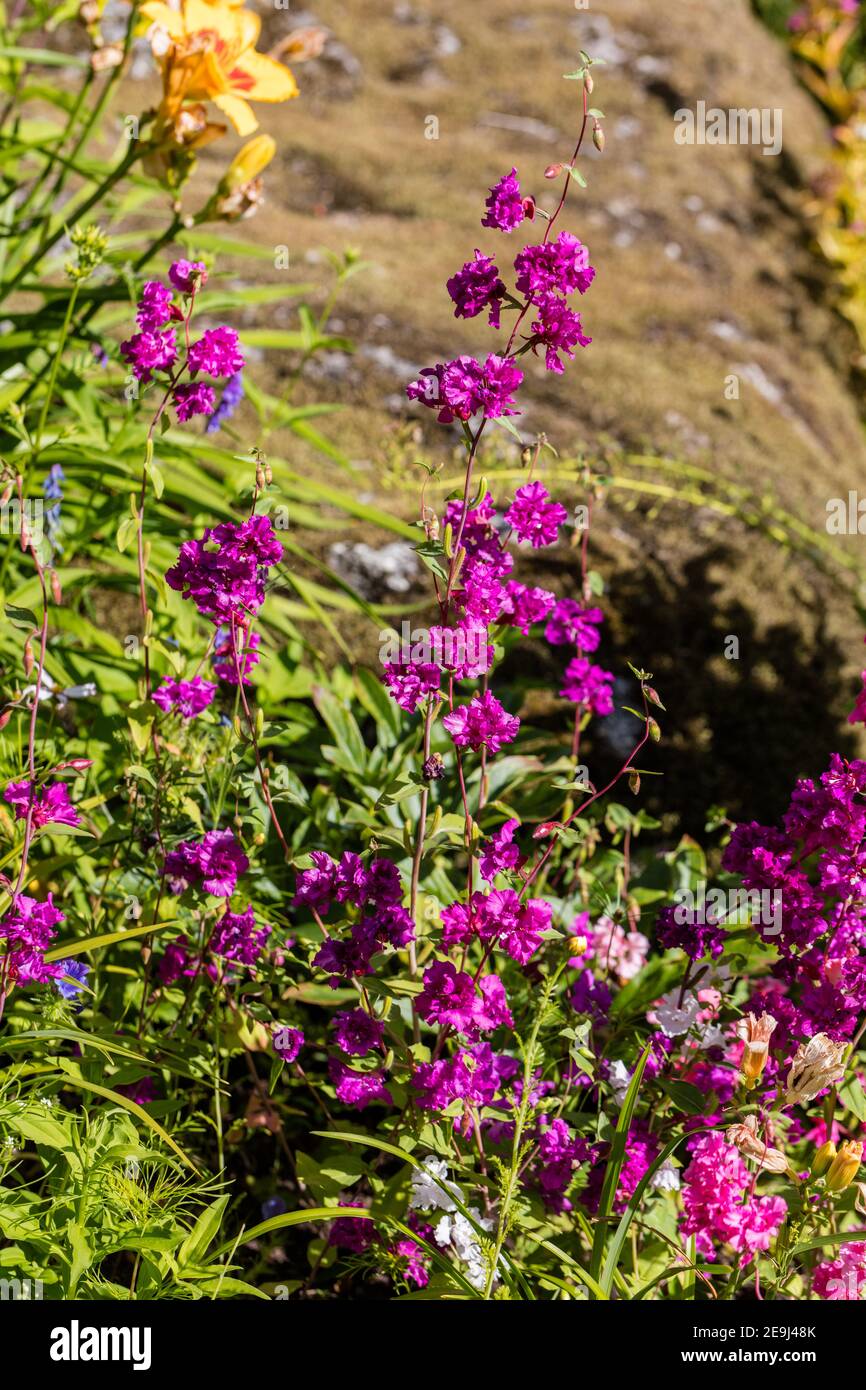 'Double mixed' Mountain Garland, Clarkia (Clarkia unguiculata) Stock Photo