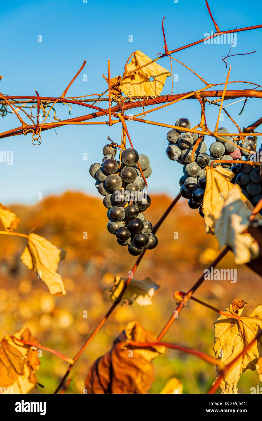 Curated visual reference: Black Lake Grapes Dog Safety Concerns Reference: Niagara On The Lake Vineyard Black Grapes Ontario Canada Stock