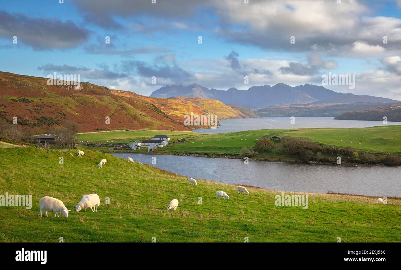 Isle of Skye, Scotland: Sheep grazing on a grassy hillside overlooking Loch Harport Stock Photo