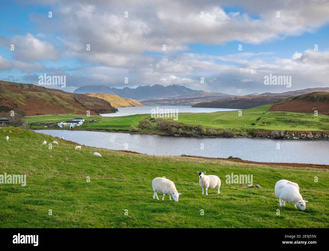 Isle of Skye, Scotland: Sheep grazing on a grassy hillside overlooking Loch Harport Stock Photo