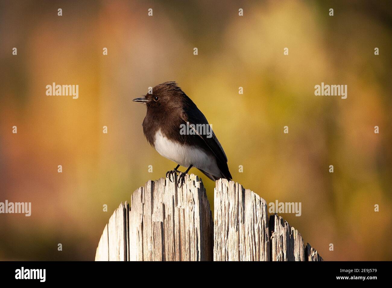 A Black Phoebe (Sayornis nigricans) in Santa Barbara, California Stock ...