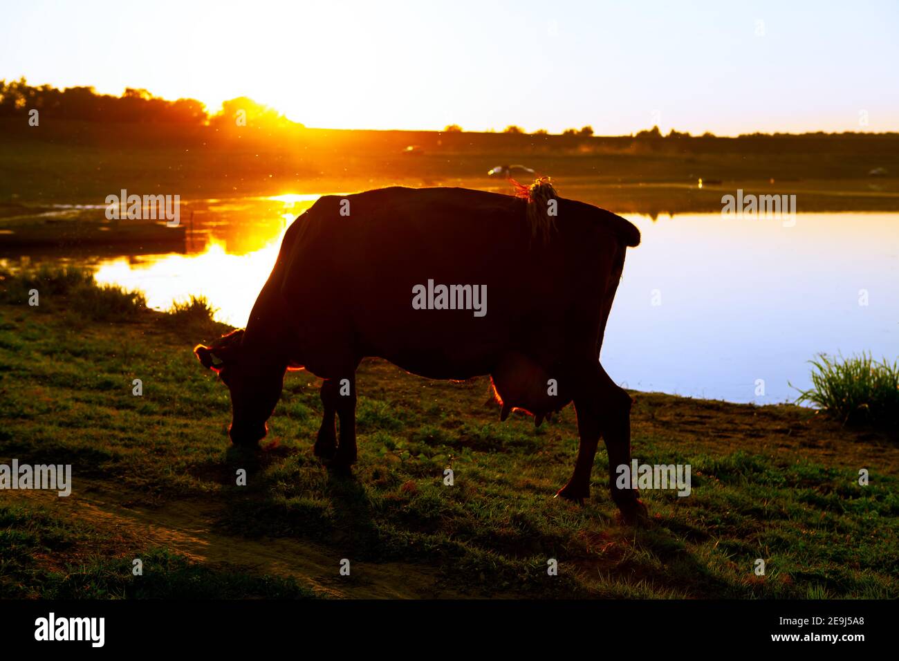 Cow grazing on the riverside in the twilight Stock Photo - Alamy