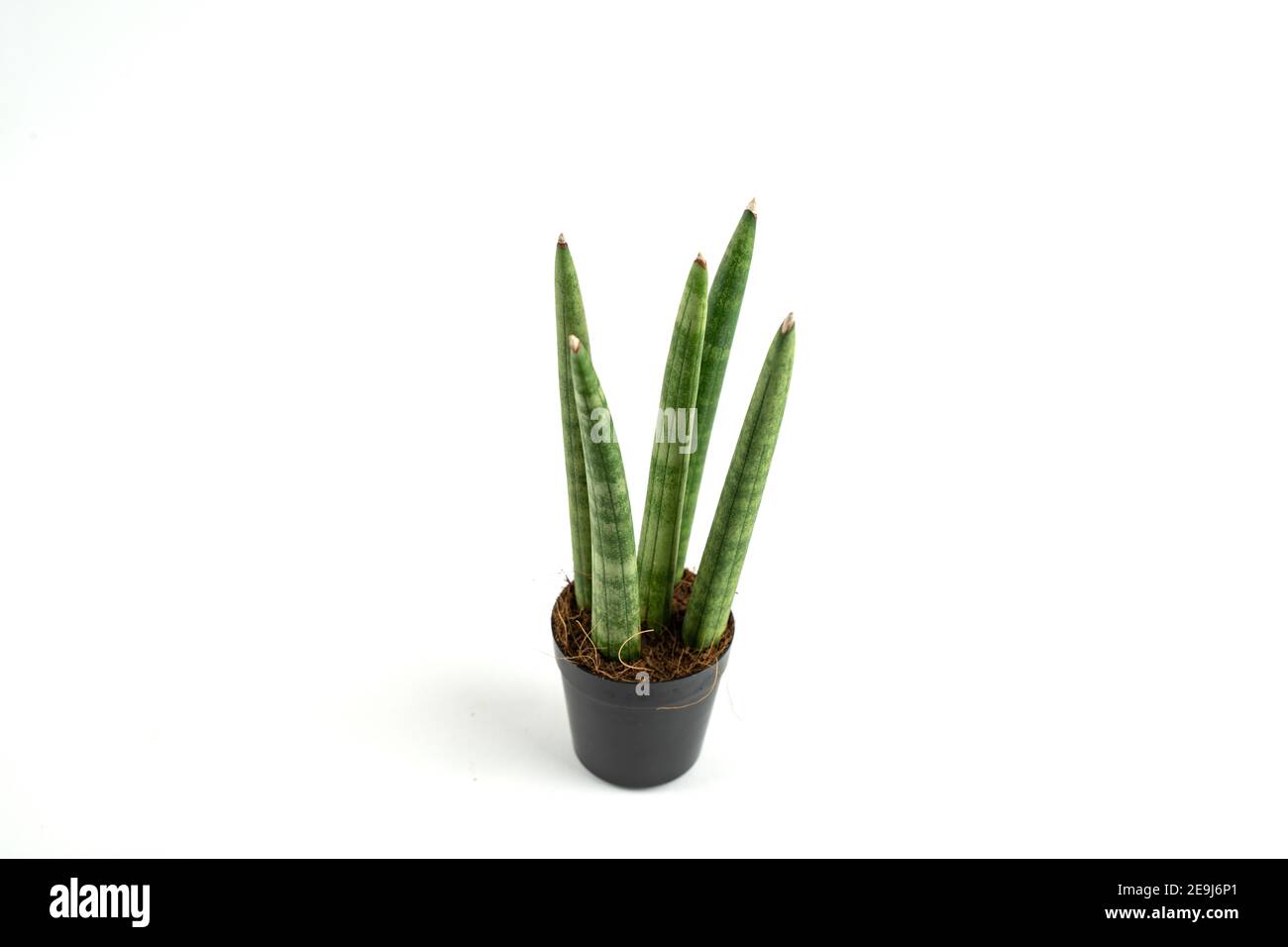 sansevieria cylindrica in pot with white background, top view Stock Photo