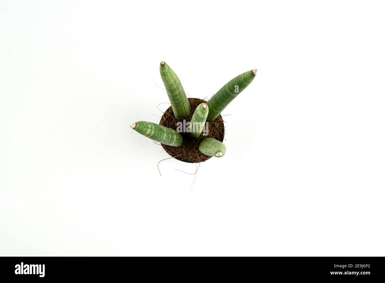sansevieria cylindrica in pot with white background, overhead view Stock Photo