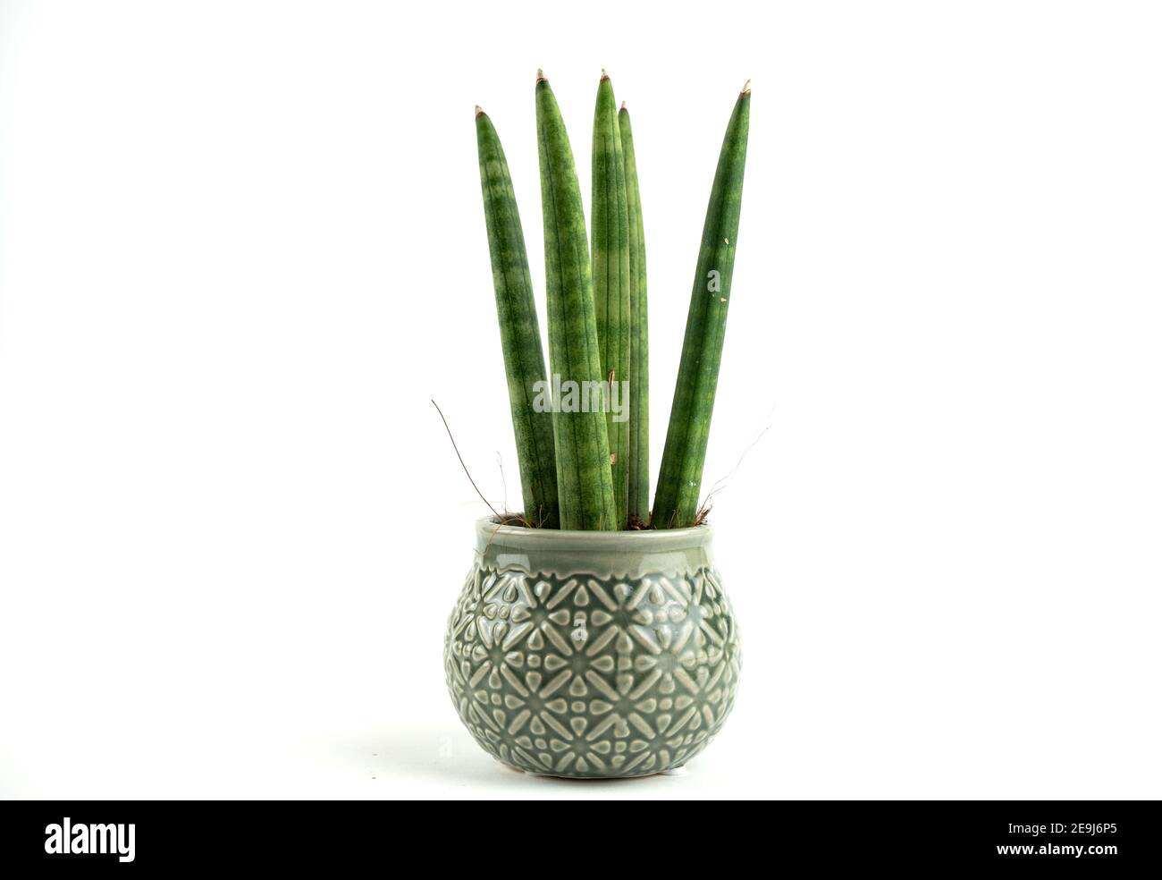 sansevieria cylindrica in pot with white background Stock Photo