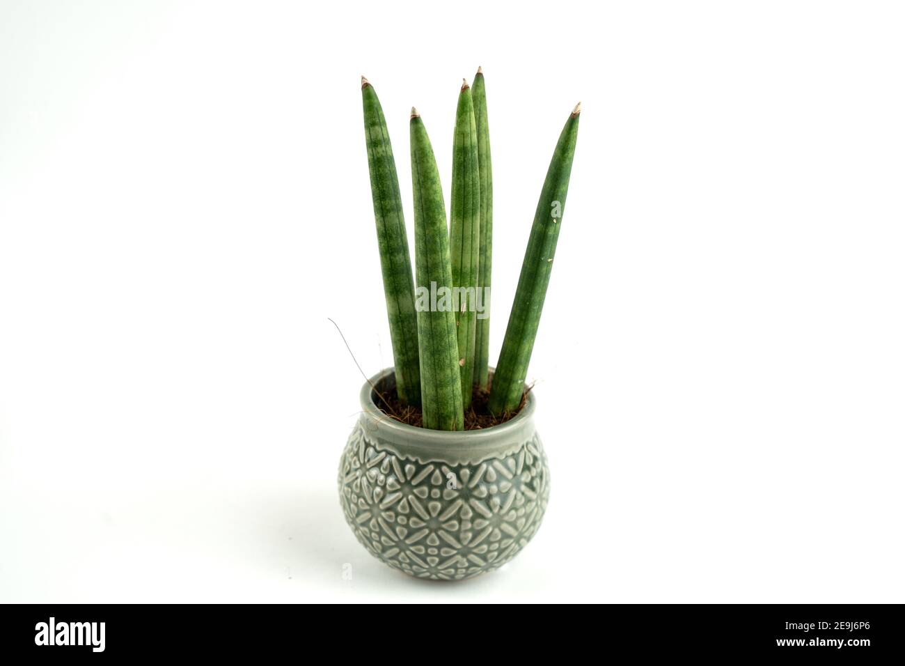 sansevieria cylindrica in pot with white background Stock Photo
