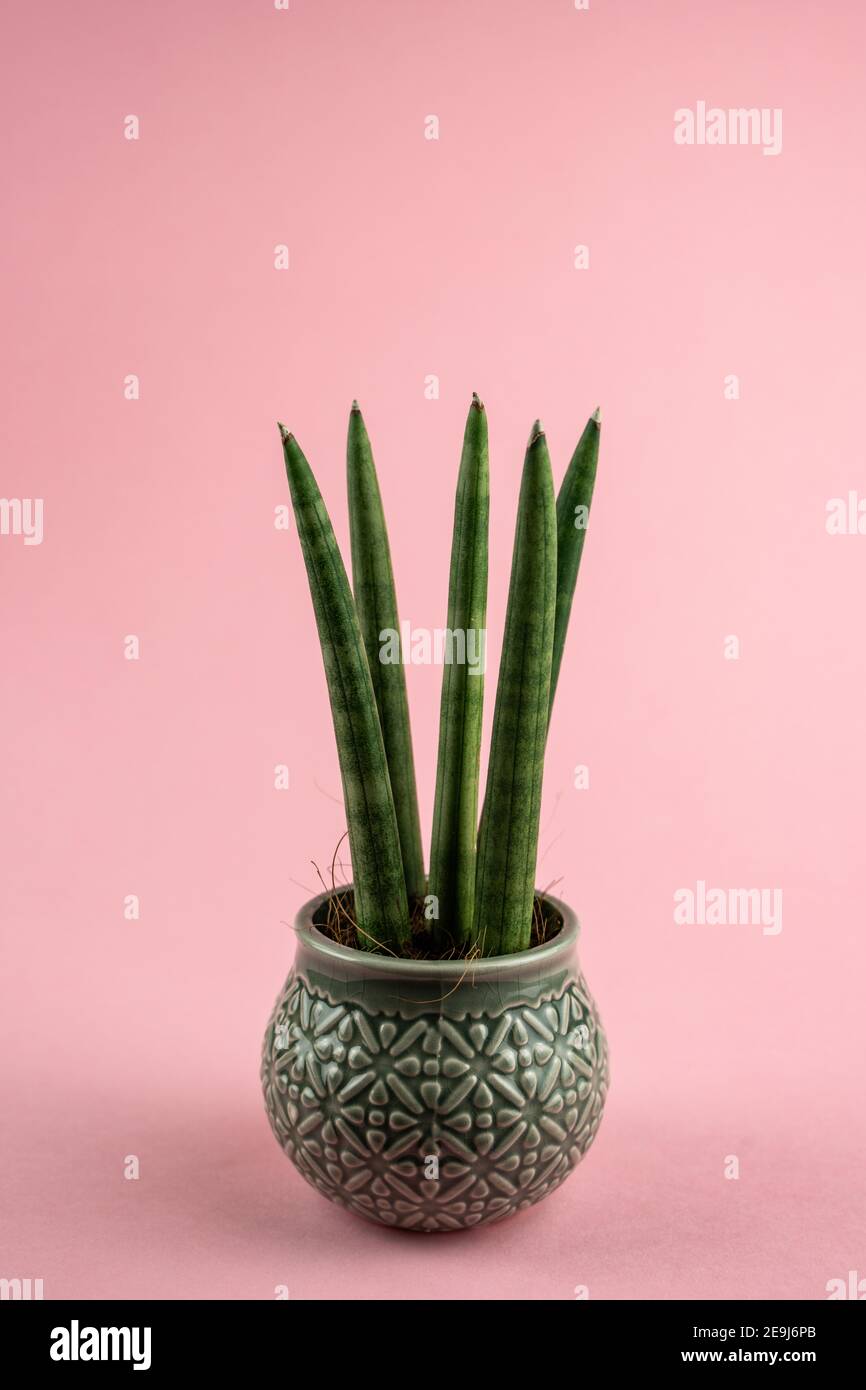 sansevieria cylindrica in pot with pink background, top view Stock Photo