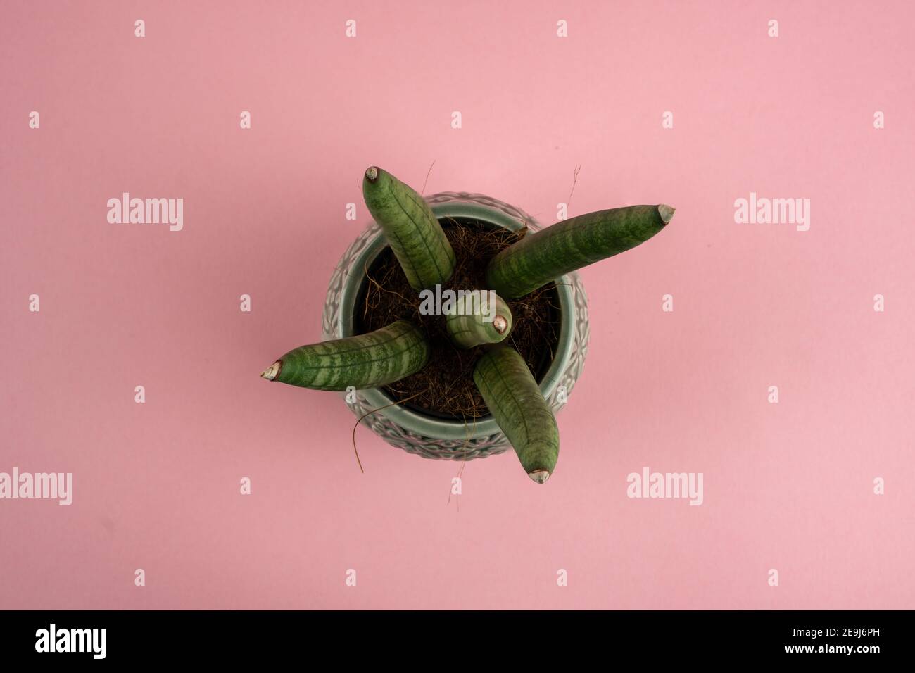 sansevieria cylindrica in pot with pink background, overhead view Stock Photo