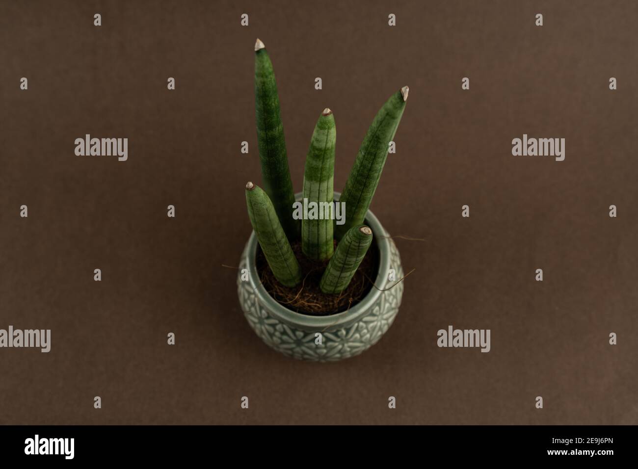 sansevieria cylindrica in pot with brown background, top view Stock Photo