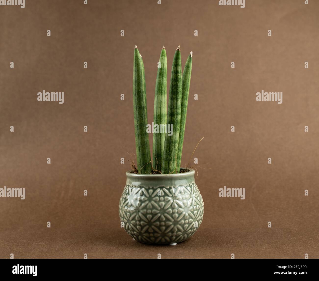 sansevieria cylindrica in pot with brown background Stock Photo
