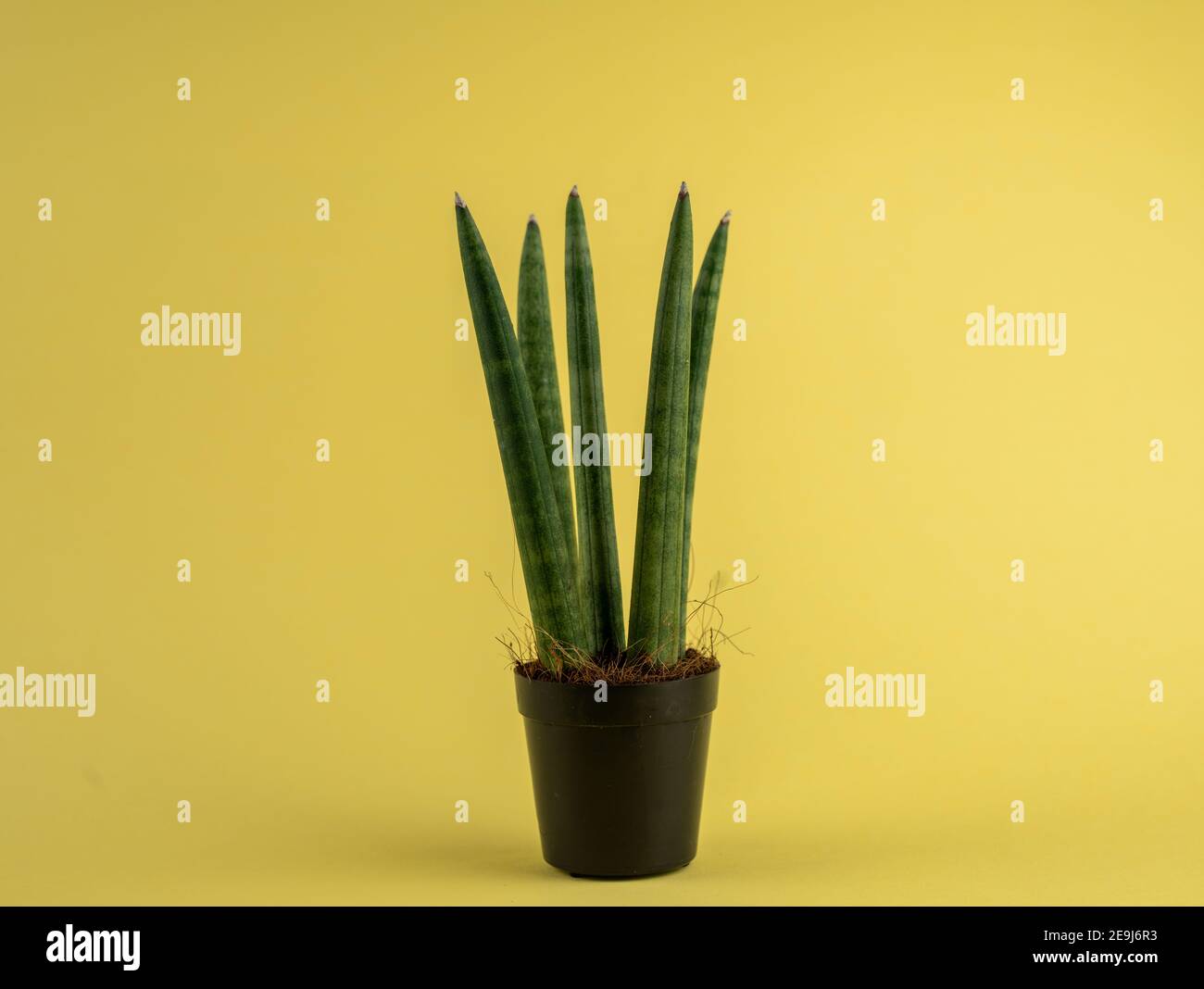 sansevieria cylindrica in pot with yellow background Stock Photo