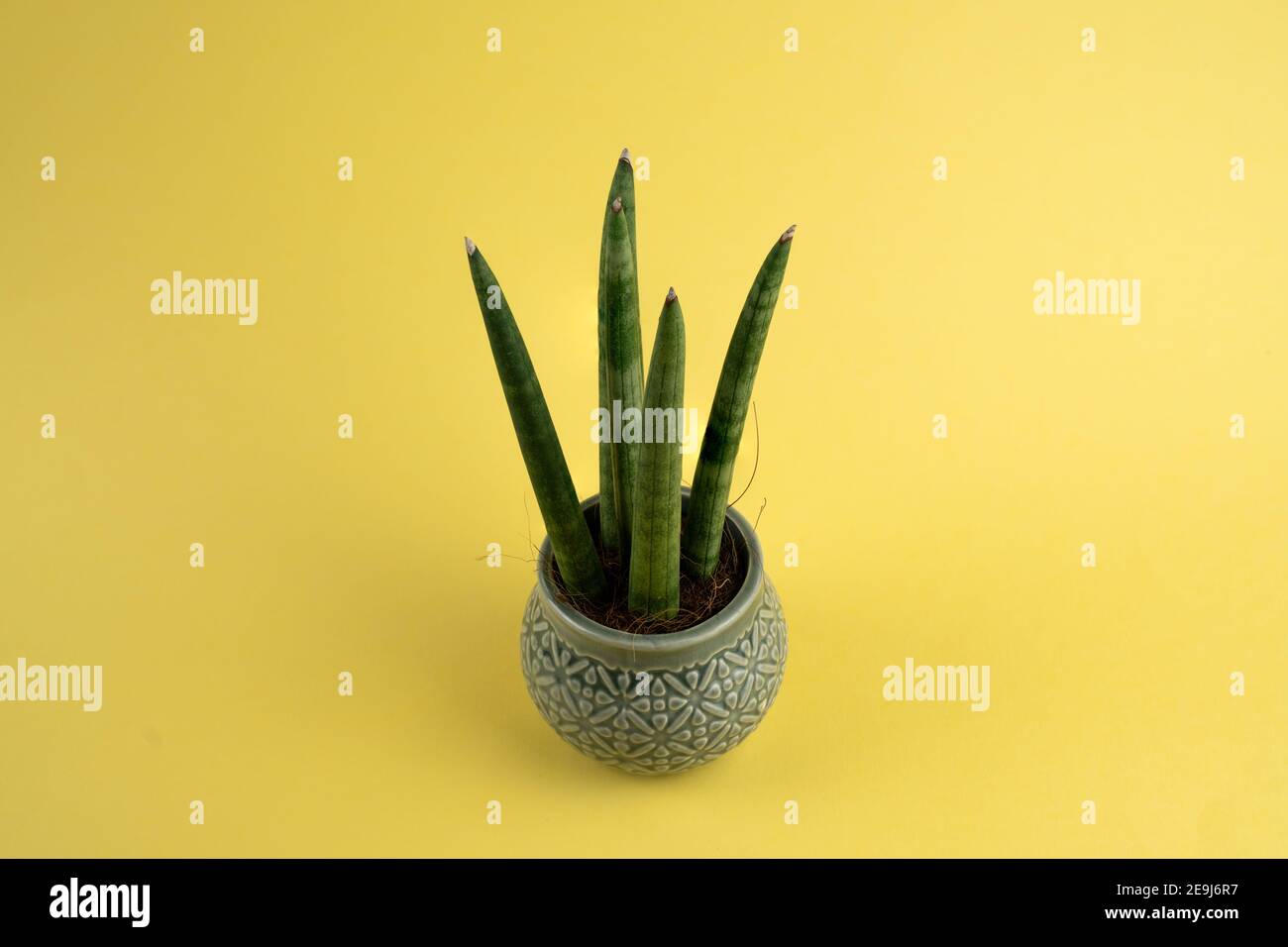 sansevieria cylindrica in pot with yellow background, top view Stock Photo