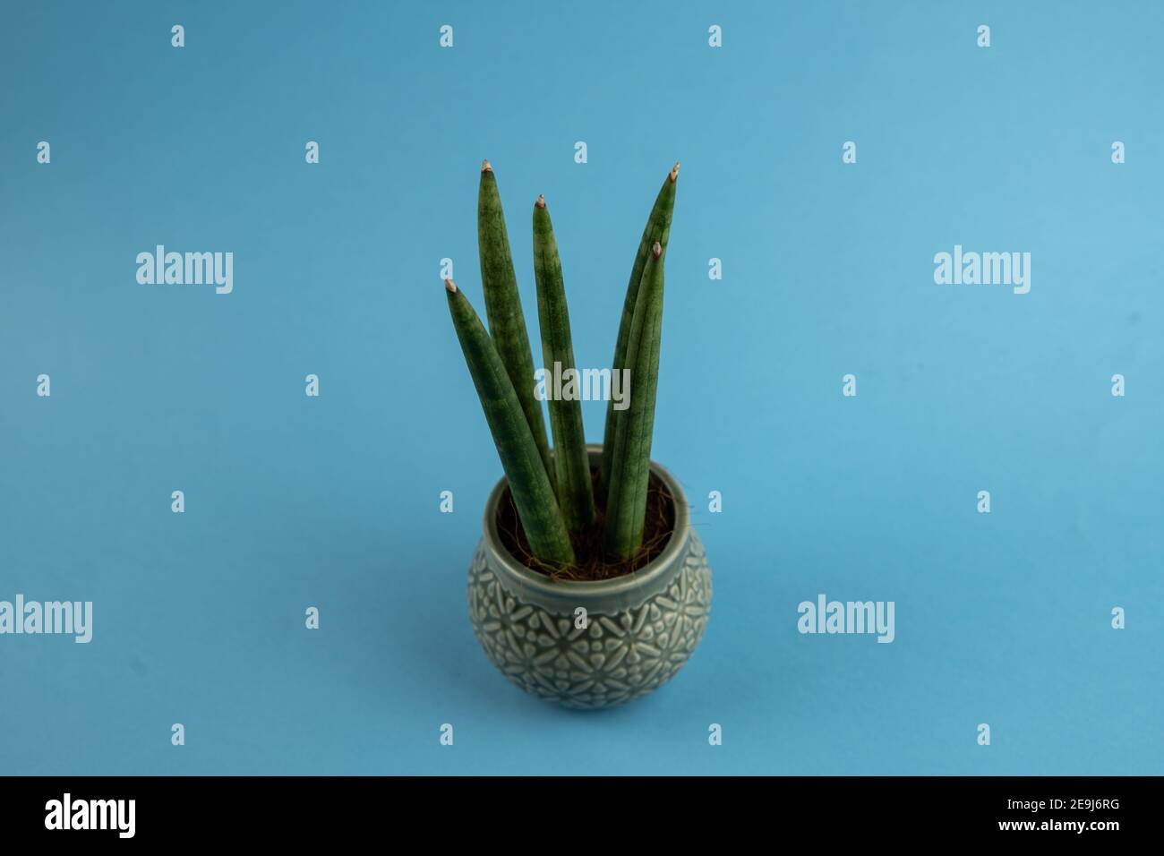 sansevieria cylindrica in pot with blue background, top view Stock Photo