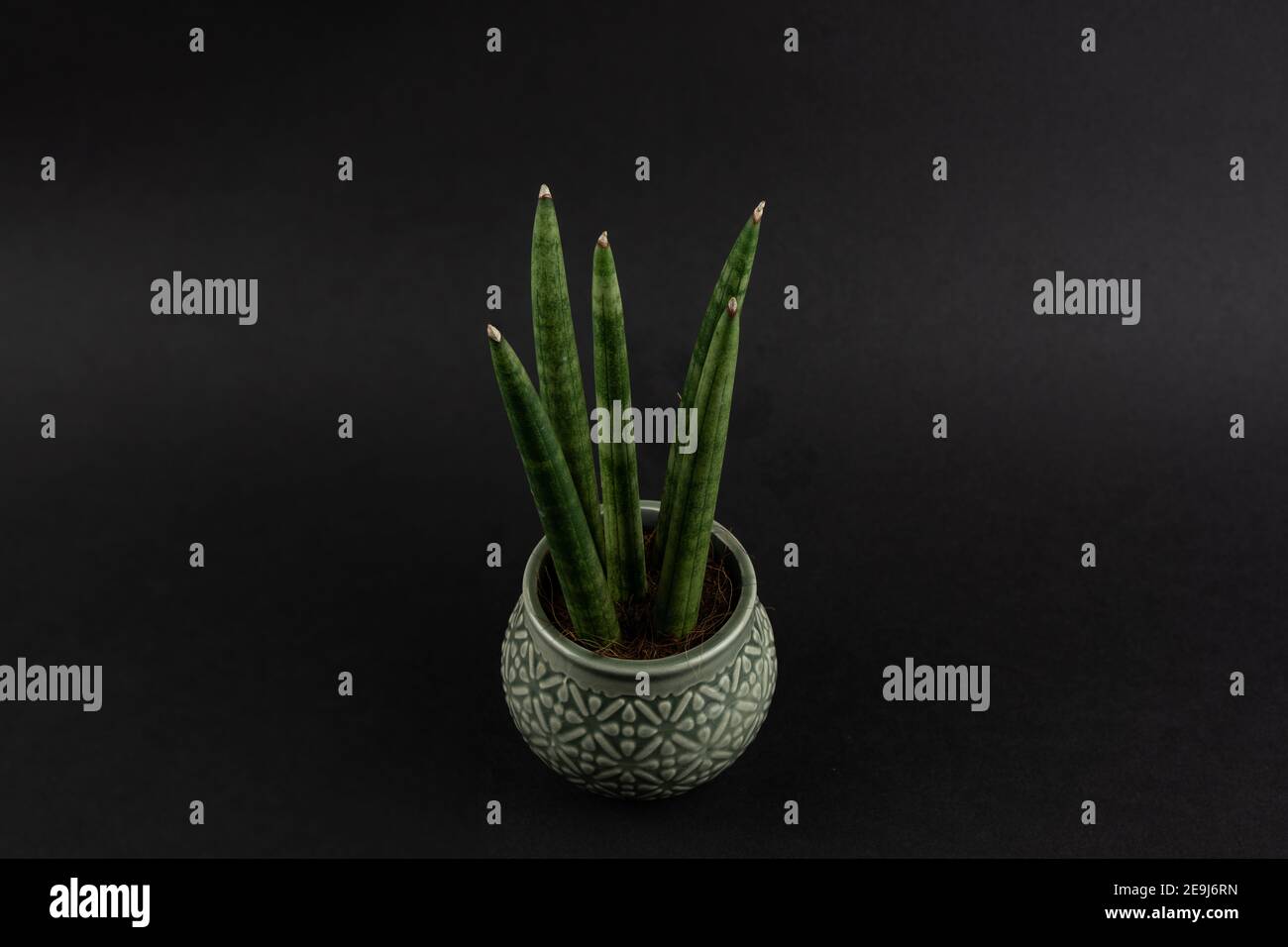 sansevieria cylindrica in pot with black background, top view Stock Photo