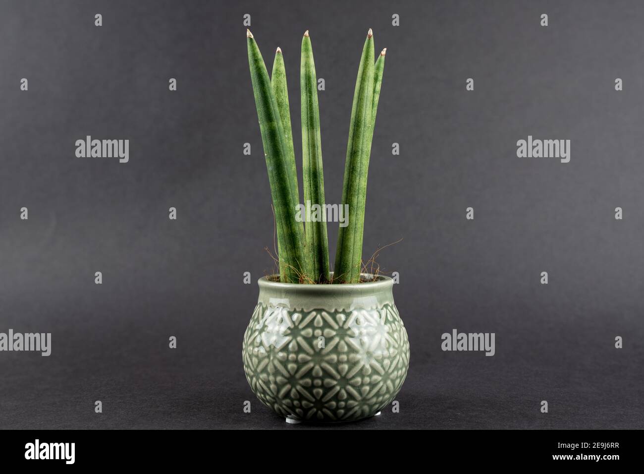 sansevieria cylindrica in pot with black background, top view Stock Photo
