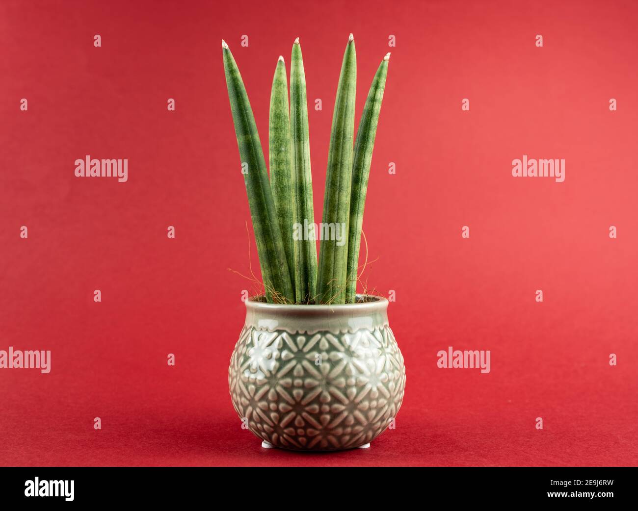 sansevieria cylindrica in pot with red background Stock Photo
